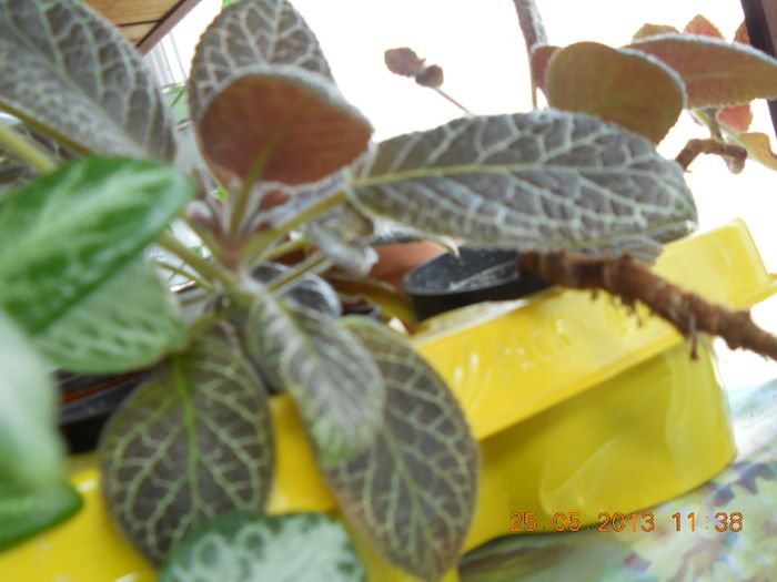 Tiger stripe - EPISCIA 2013