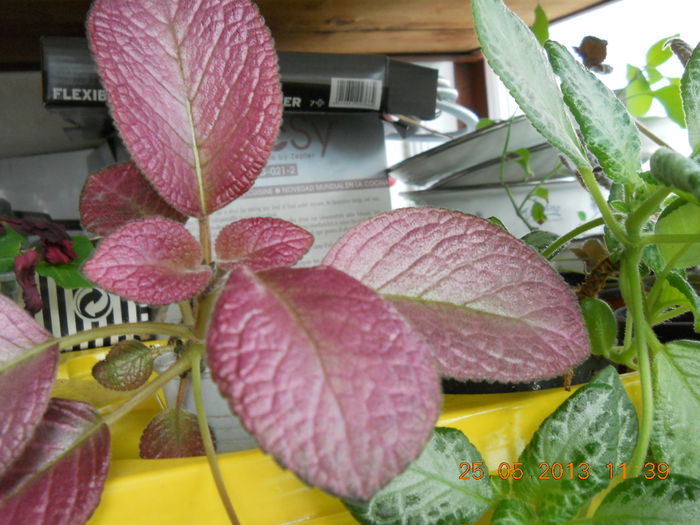 Country Clown - EPISCIA 2013