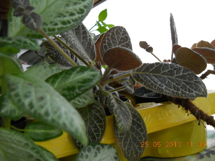 Tiger stripe - EPISCIA 2013