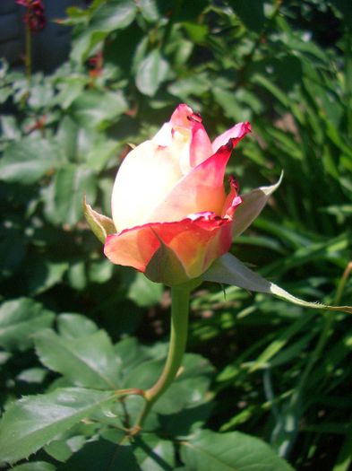 Double Delight • ANDeli; Hybrid Tea.  Bred by A.E. &amp;amp; A.W. Ellis (United States, before 1976). Herbert C. Swim (United States, before 1976).
