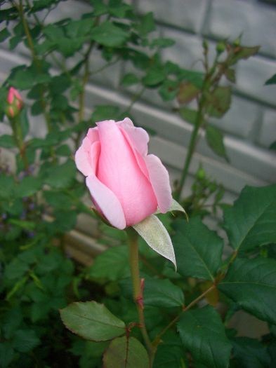 CIMG7568
