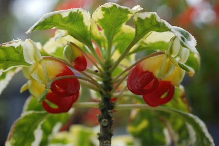 impatiens orice culoare - imi doresc