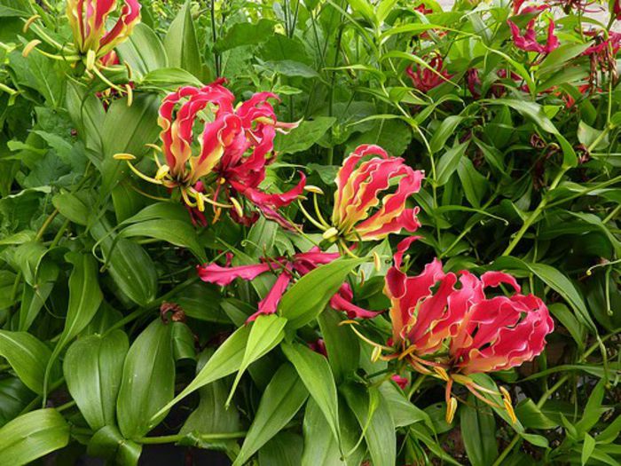 gloriosa superba