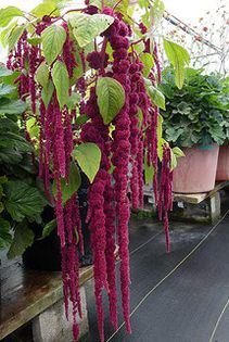 amaranthus caudatus