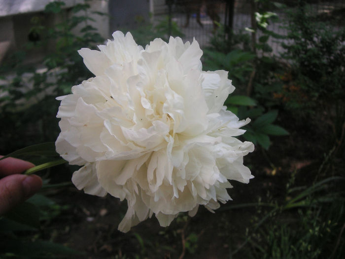 SANY0002