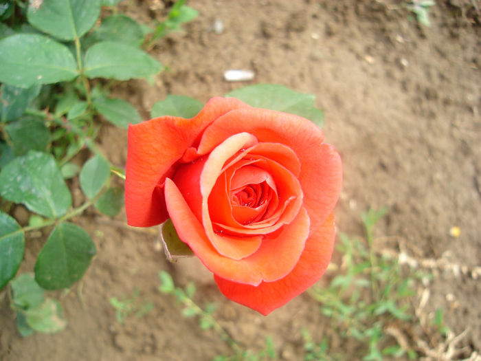 DSC03786 - trandafiri