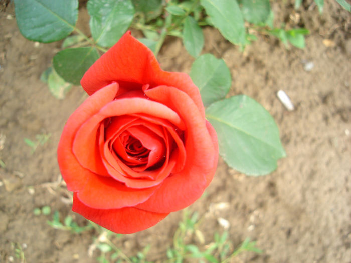 DSC03787 - trandafiri