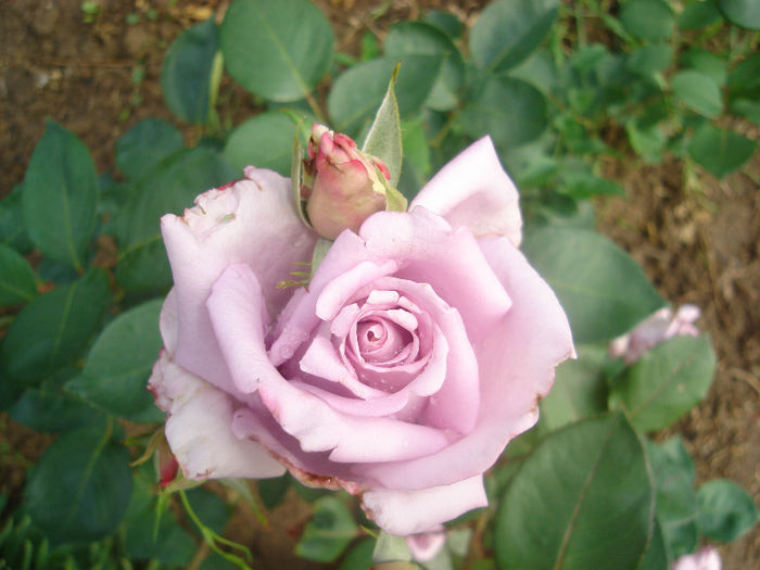 DSC03788 - trandafiri