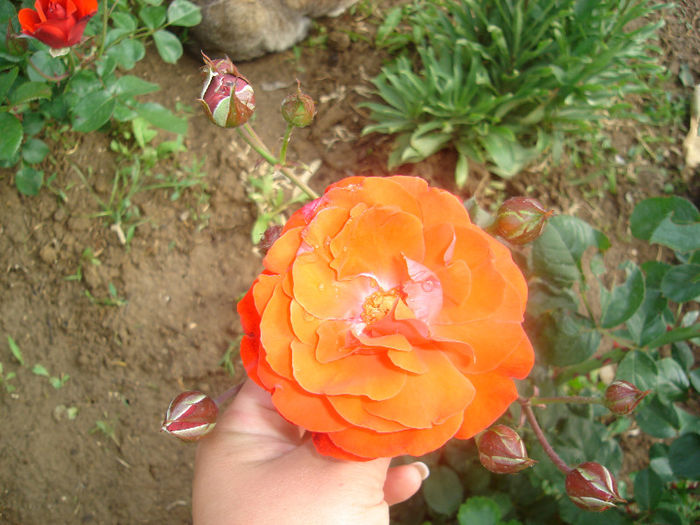 DSC03789 - trandafiri