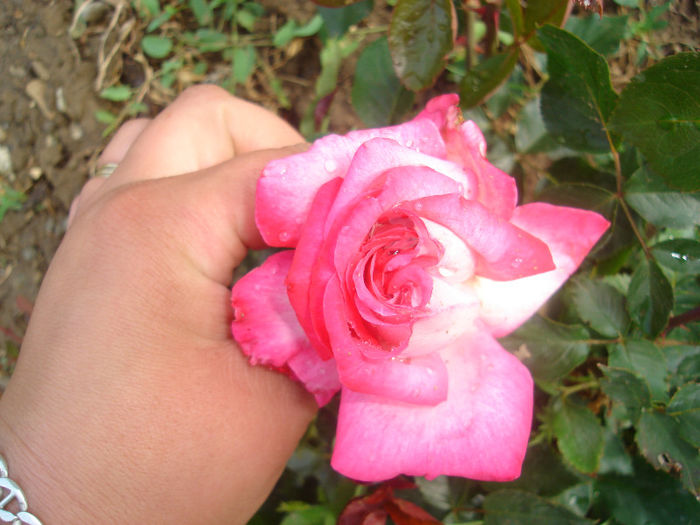 DSC03791 - trandafiri