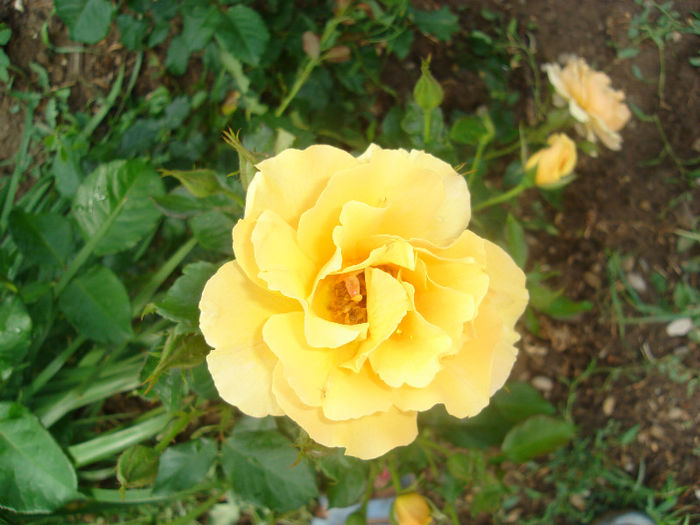 DSC03792 - trandafiri