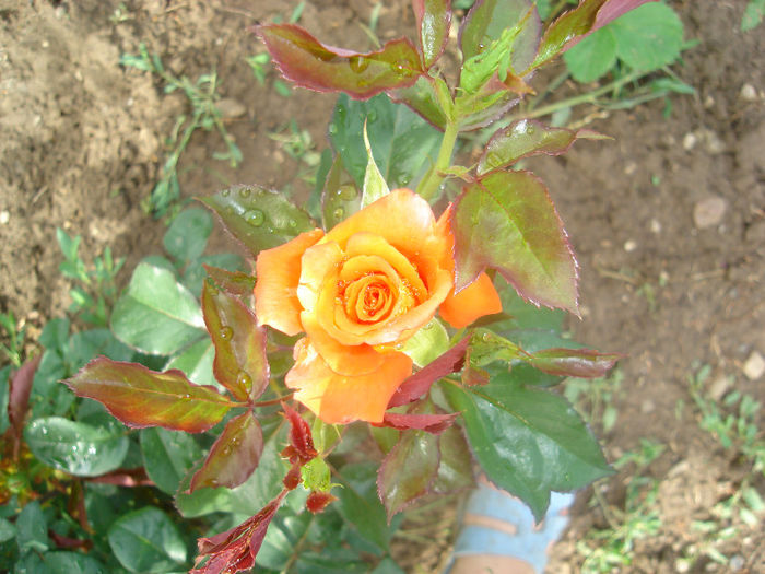 DSC03794 - trandafiri