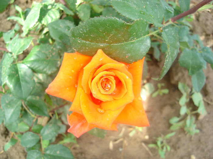 DSC03795 - trandafiri
