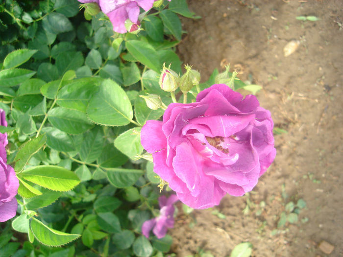 DSC03797 - trandafiri