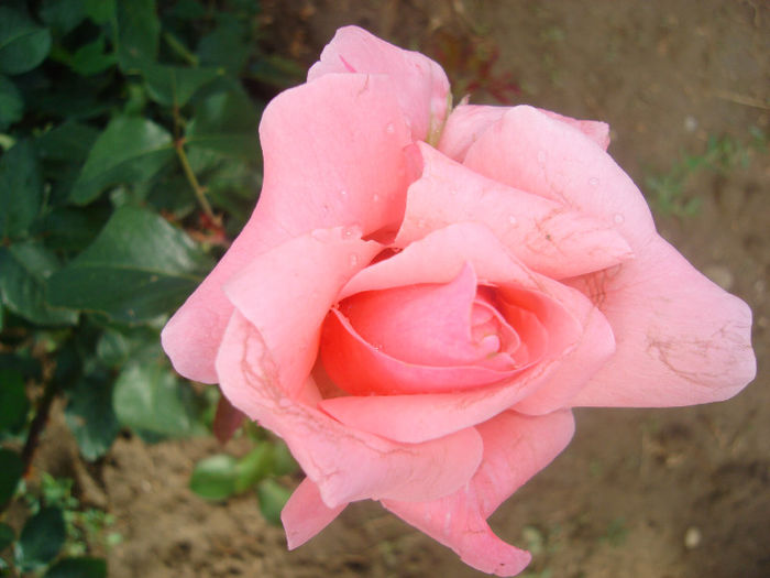 DSC03798 - trandafiri