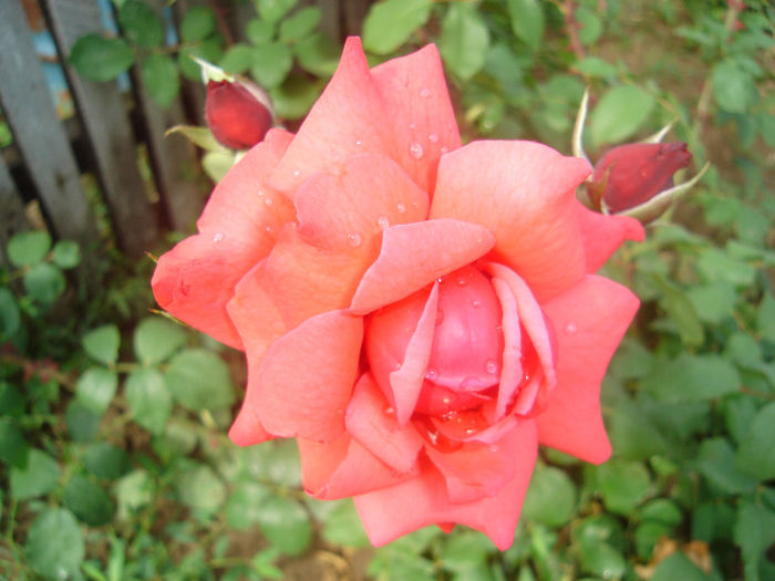DSC03799 - trandafiri