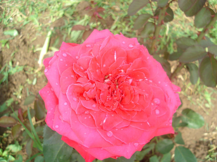 DSC03800 - trandafiri