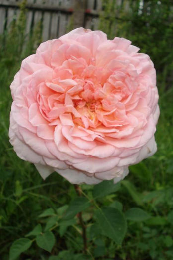 pic 097 - AUScot-Abraham Darby