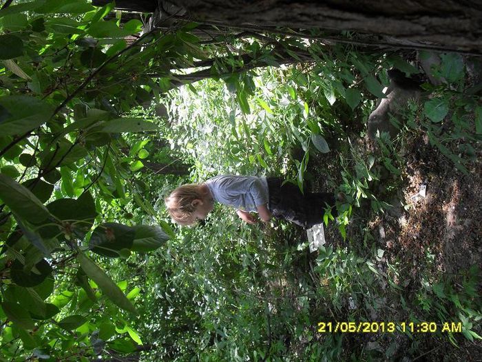 sau o iau prin gradina