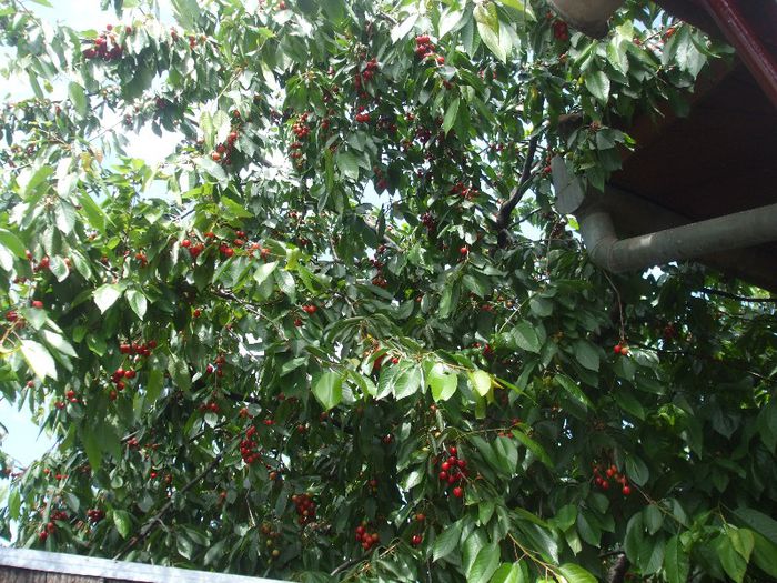 DSCF6996 - gradina mea