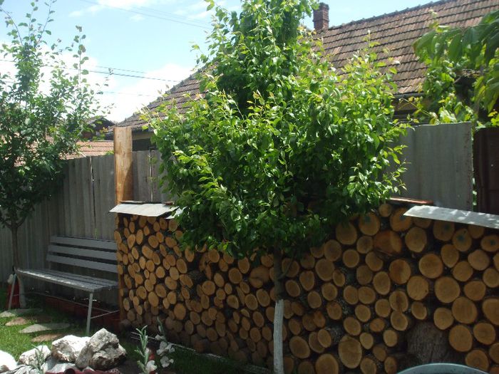 DSCF7004 - gradina mea