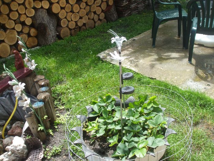 DSCF7008 - gradina mea