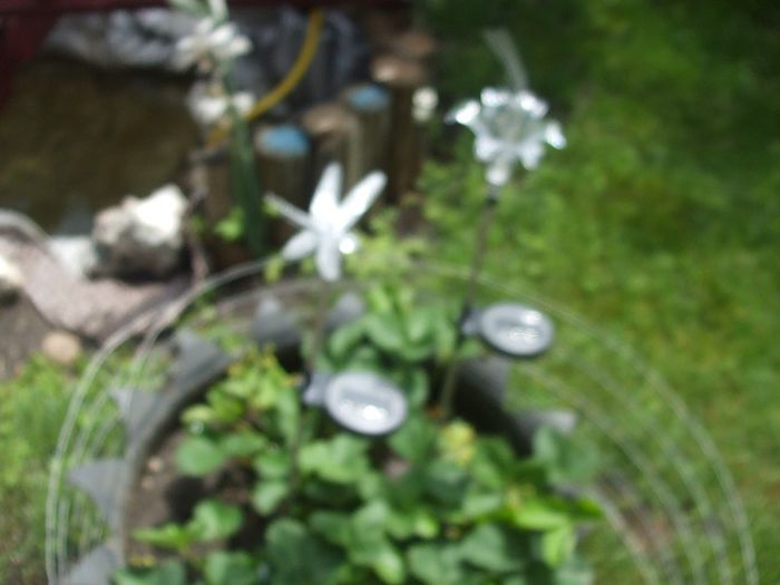 DSCF7009 - gradina mea