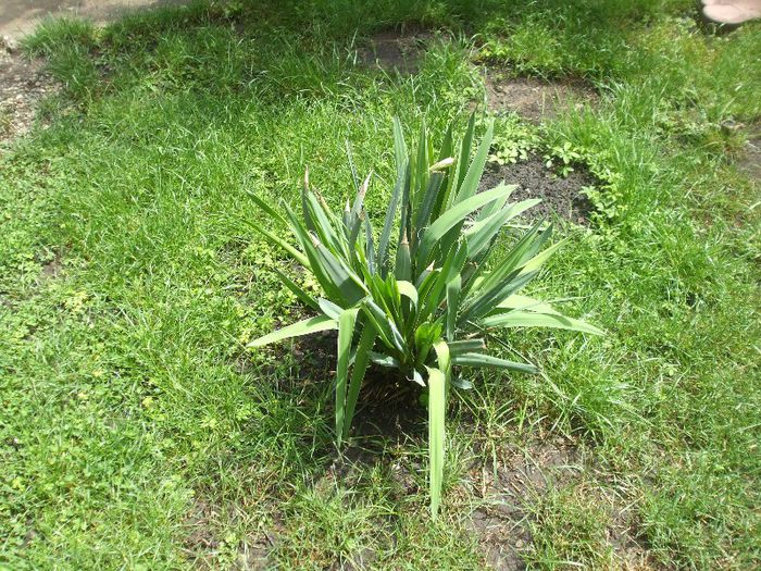 DSCF7011 - gradina mea