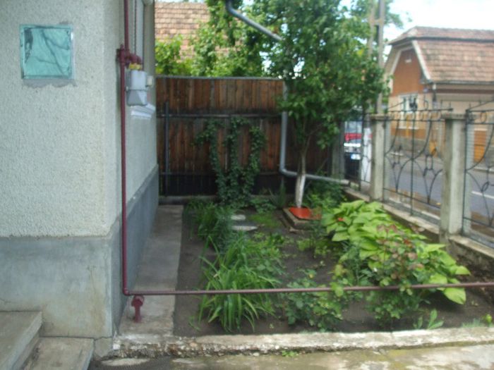 DSCF7017 - gradina mea
