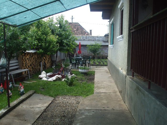DSCF7019 - gradina mea