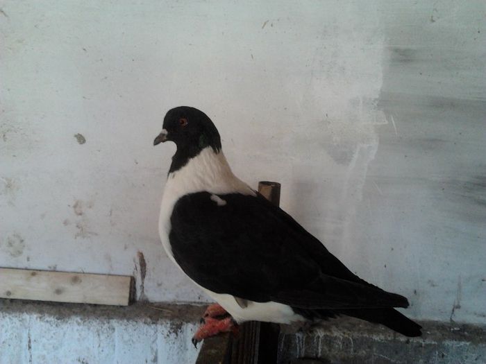 2013-05-25 18.39.08 - PORUMBEI STRASSER