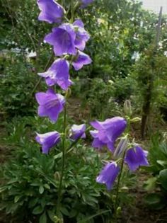 clopotei  de  gradina