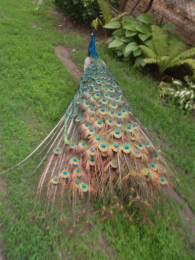 SAM_5966 - paun standard