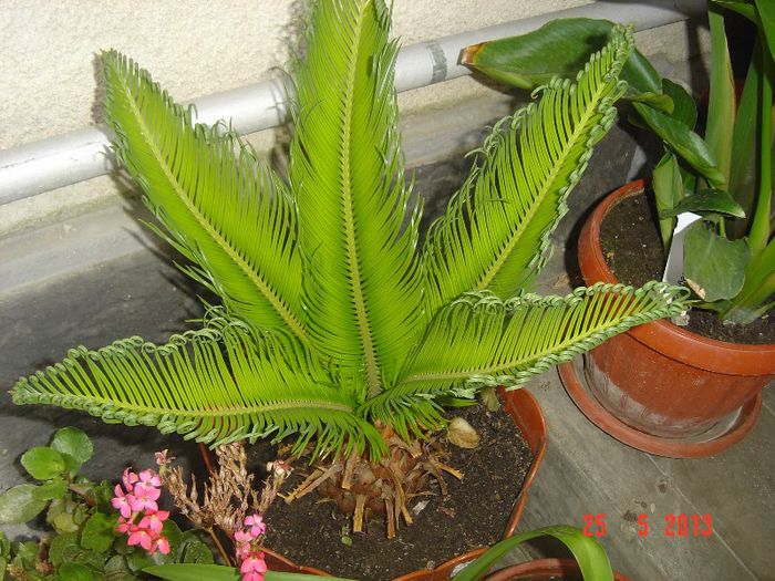 CYCAS