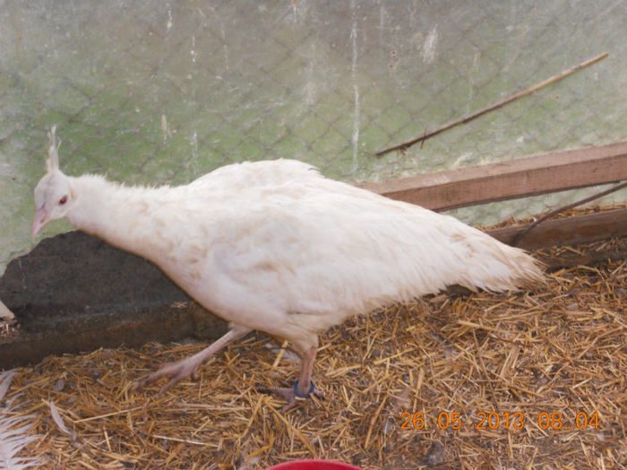 A Doua Femela Din Cluj Napoca - PAUNI