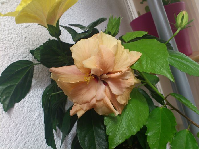 Classic Apricot-2013 - Hibiscusi