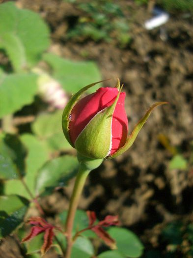 Princess Alexandra of Kent • Ausmerchant; Shrub.  English Rose Collection.
Bred by David Austin (United Kingdom, 2007).
