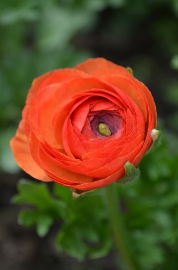 DSC_1107 - 1RANUNCULUS