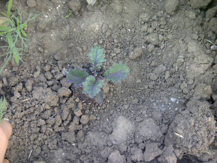 kale mov - gradina 2013