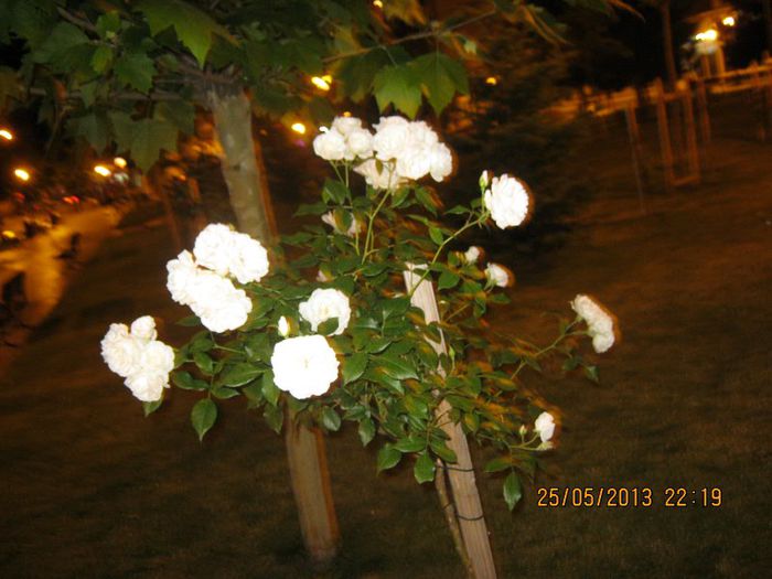 IMG_4418 - Prin Tg-Jiu