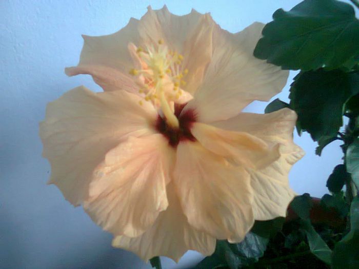 Fotografie0981 - Florile mele in mai
