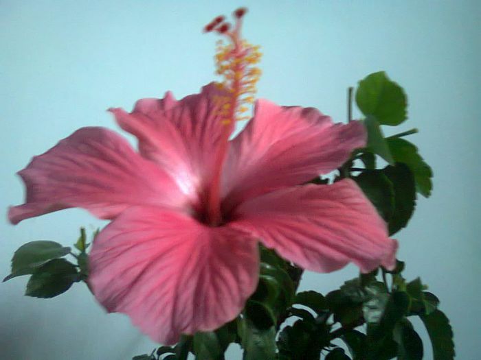 Fotografie0351 - Florile mele in mai
