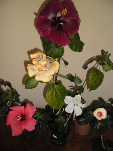 hibiscus grup