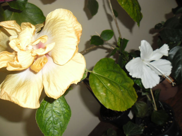 Time for Magic   Dainty White - Hibiscus 2013 -1