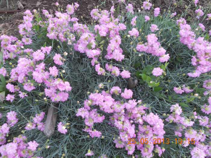 DSCN3232