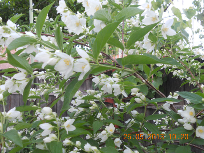 DSCN3254