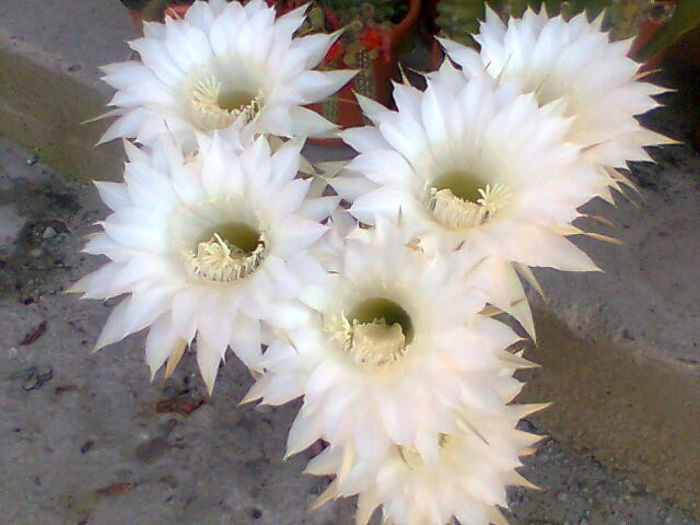 Imag026