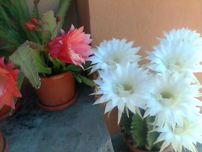 Imag028