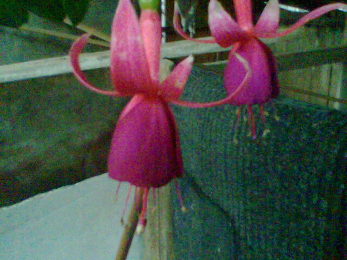 Imag039