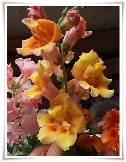 DSCN5057 - flori diverse 2013